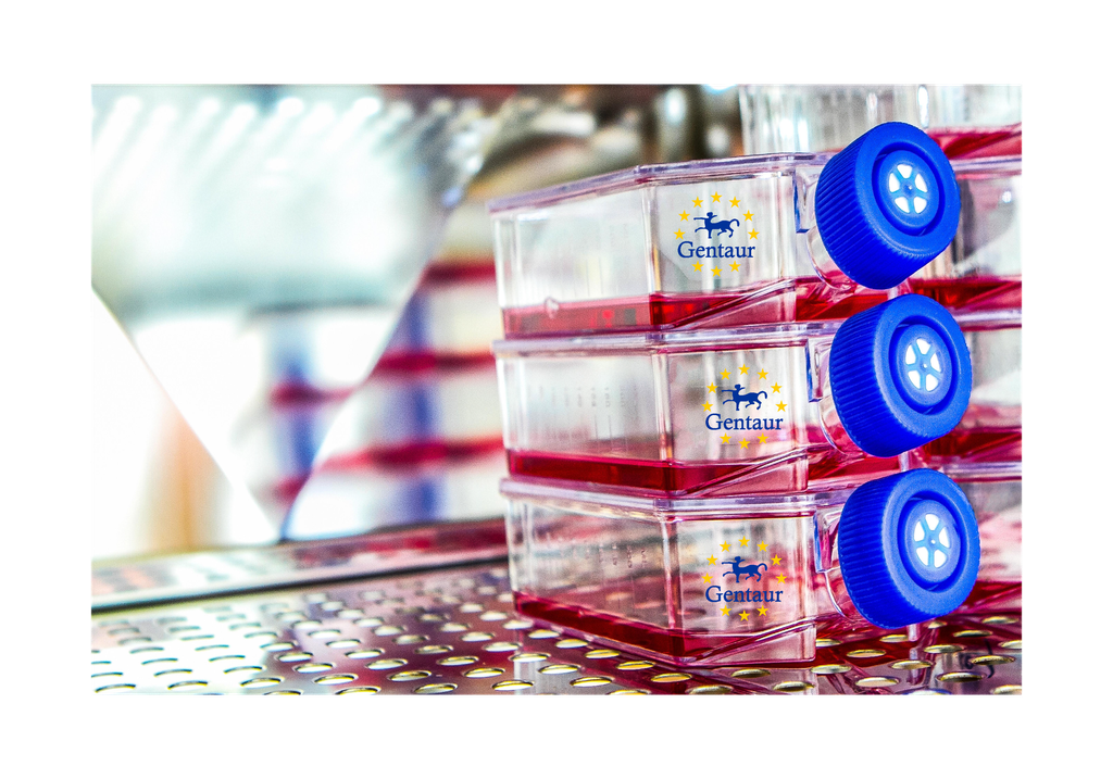 Primary LMC Cell, Rat