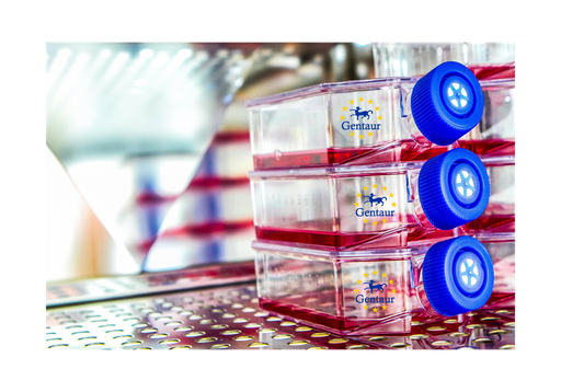 [GEN - CSI088Rb01-500k] Primary NDF Cell, Rabbit