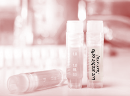 [SK-AKTIIV-184] Luciferase-Labeled HSC3 Cells (HSC3 + LUC)